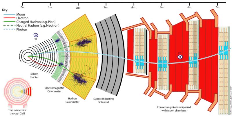 Radiale Verteilung verschiedener Detektoren, hier beim CMS-Experiment am LHC/CERN (CERN 2004).