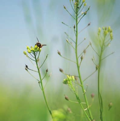 Naturschutzfachliche Empfehlungen auf den Feldern Verzicht auf jegliche Pflanzenschutzmittel, zur Förderung von Insekten wie zum Beispiel Schmetterlinge, Bienen, Hummeln, Käfer etc.