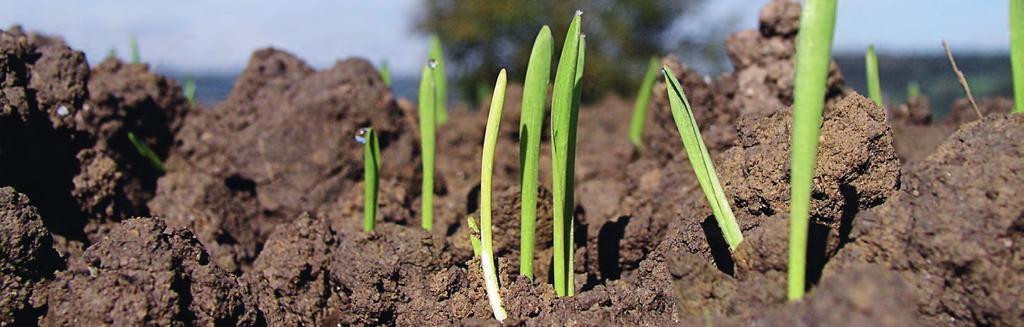 Getreide 28 Anbautipp Trends zur Aussaat 2018 Im Weizenanbau bleibt der Fokus weiterhin stark auf die Qualitätsproduktion ausgerichtet.