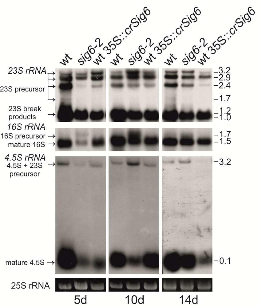 Ergebnisse Abb.13: Northern-Blot Analyse der plastidären ribosomalen-rnas 4.5S, 16S und 23S.