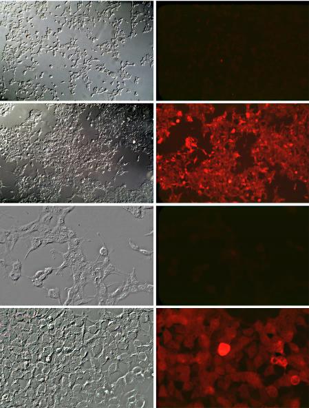 Ergebnisse A B C D E F G H Abb. 4.13: Mikroskopische Analyse der GCBHP2-Proteinexpression in HEK-293 Zellen mittels Immunfluoreszenz. Stabil mock-transfizierte Zellen (Bild A, B, E, F) bzw.