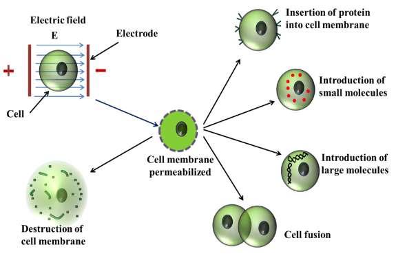 Irreversible Electroporation Irreversible Electroporation führt durch die