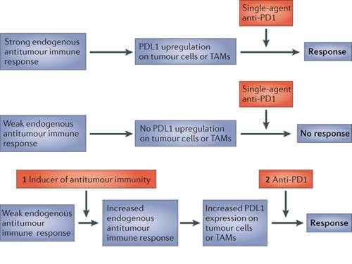 Adaptive Immune Resistenz The blockade of immune