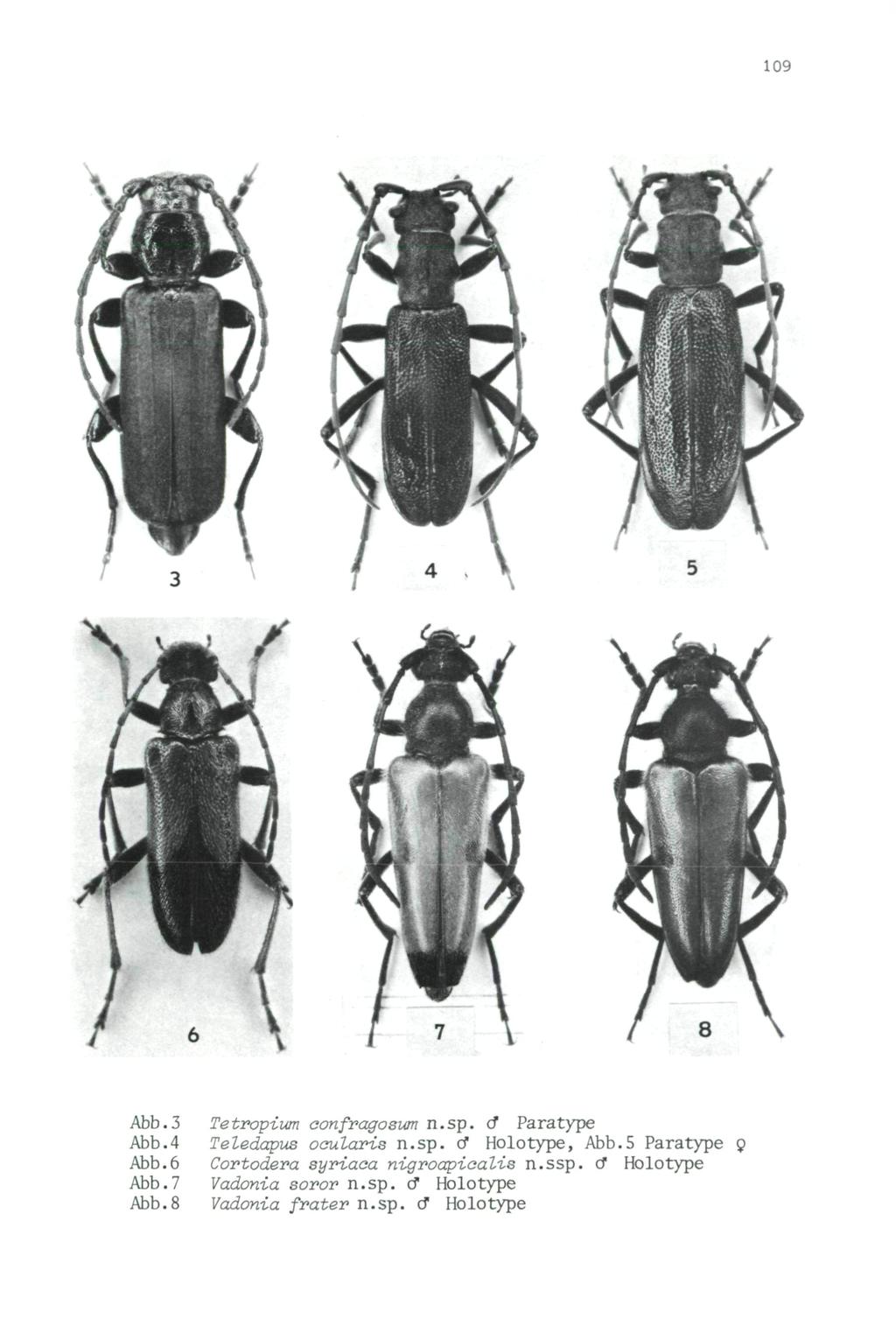 109 Abb.3 Tetropium aanfragosum n.sp. o* Paratype Abb.4 Teledapus oaularis n.sp. o* Holotype, Abb.5 Paratype 9 Abb.