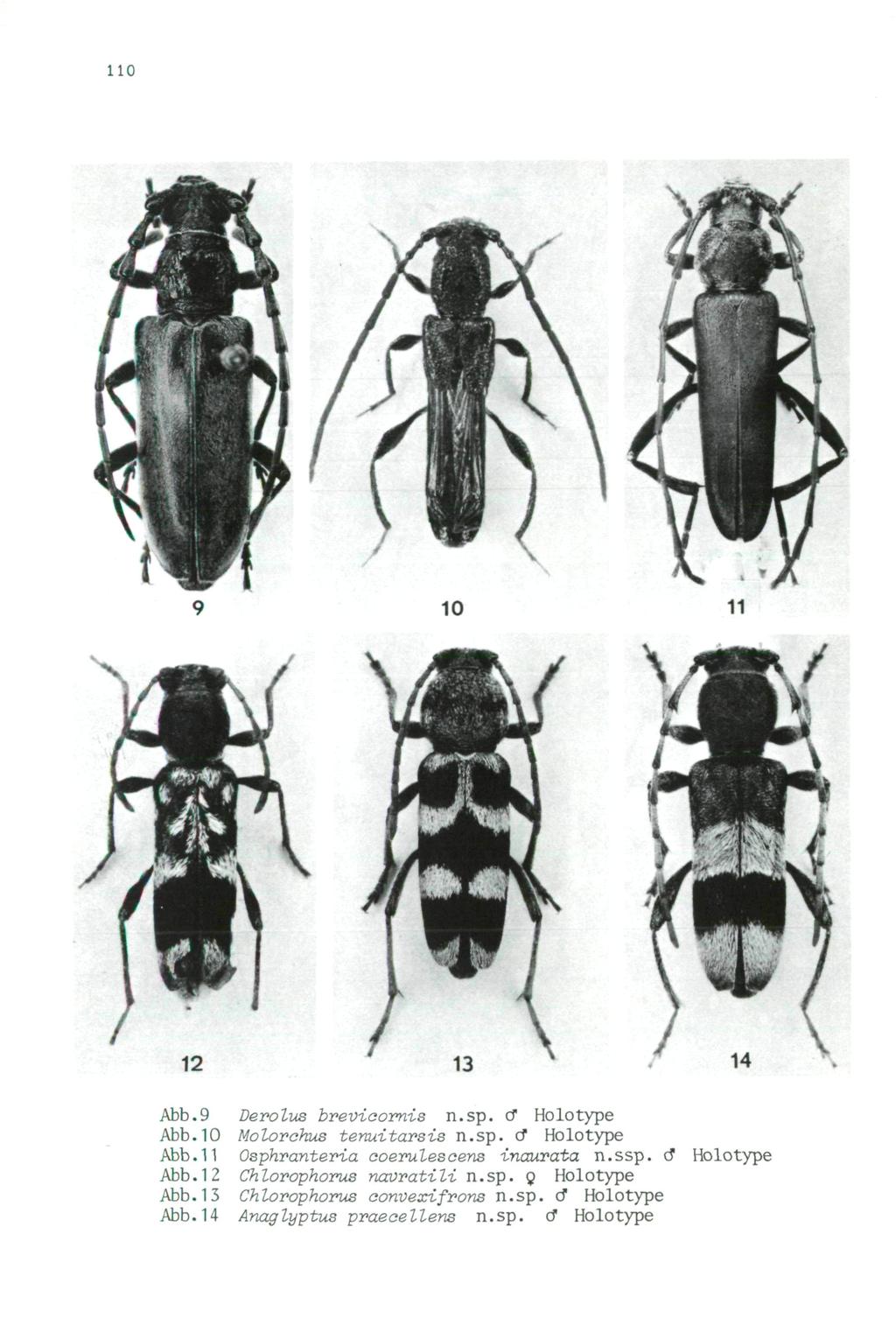 110 Wiener Coleopterologenverein (WCV), download unter www.biologiezentrum.at 12 Abb.9 Derolus brevicornis n.sp. cf Holotype Abb. 10 Molorchus tenuitarsis n.sp. o* Holotype Abb.
