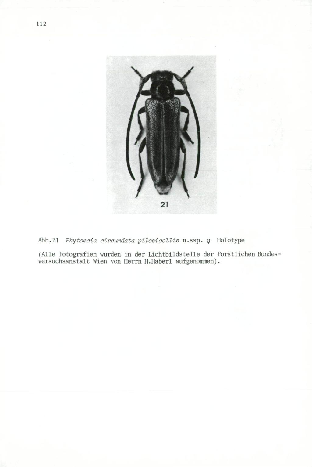 112 Wiener Coleopterologenverein (WCV), download unter www.biologiezentrum.at Abb.21 Phytoeaia oiraumdata pilosicollis n.ssp.