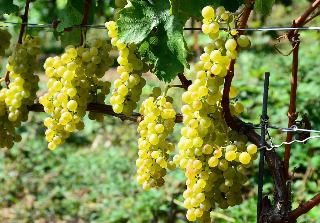 Die wesentlichste Voraussetzung für qualitativ hochwertige Weine sind reife, gesunde Trauben.