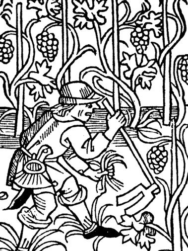 Petrus de Crescentiis (1230 1321) Petrus erklärt, dass man bei einem zu fruchtbaren Stock, der so vil laubs un sproßling brenget das er sie und die truben nit mag erneren [...] lauben und [.