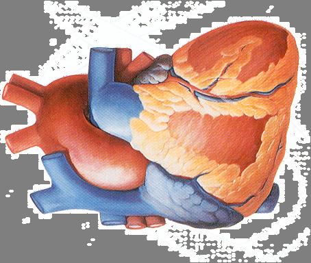 Schützen Sie Herz und Blutgefäße Diabetes mellitus kann neben verschiedenen Organen