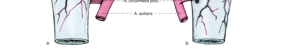 circumflexa anterior, 3 = Eintritt des anterolateralen Astes in den Humeruskopf, 4 = Hauptast der A.