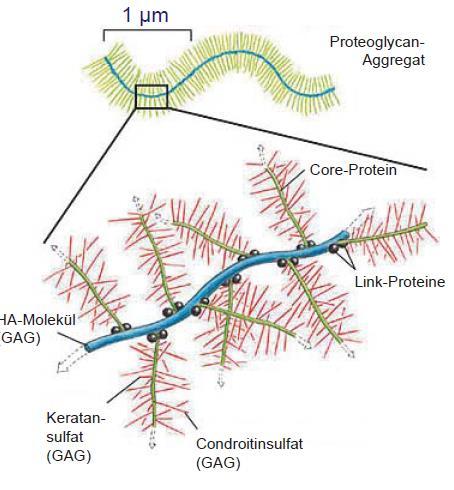 Kollagen Proteoglycane sind sehr große Molekühlketten und bestehen aus einer zentralen Polypeptidkette.