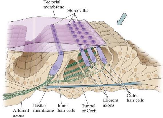 Neuronale Impulse Frequenz Bsp.