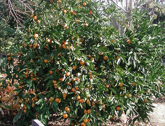 Citrus-Bäume Citrus spec.