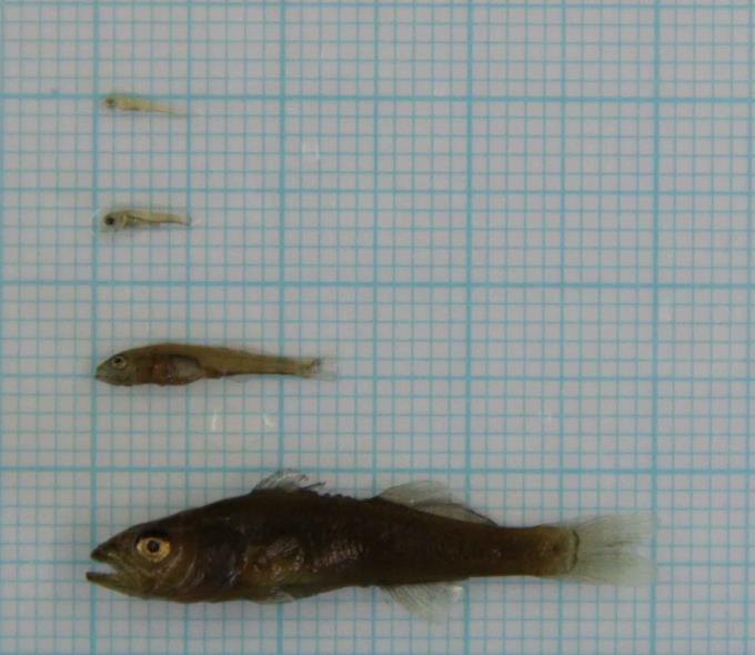 cm Der Körper der Fischlarven zu diesem Zeitpunkt ist nicht mehr durchsichtig und hat bereits eine Körperform, die typisch für (adulte) Zander ist. 4.00 3.50 3.00 2.50 2.00 1.50 hell dunkel 1.00 0.