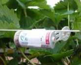 Blattläuse Vorbeugende Maßnahmen Düngung: Stickstoffdüngung nicht übertreiben