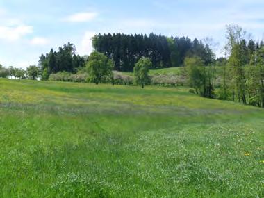 27.8 Büel Nördlich von Wuppenau befinden sich vier Ackerterrassen, welche noch gut erhalten sind. Durch die intensive Beweidung sind die Böschungen jedoch trittgeschädigt.