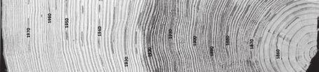 WOLFEGGER BLÄTTER Abb. 3: Jahrringmuster einer 130-jährigen Kiefer; die Jahresringe repräsentieren den Zeitraum von ca. 1855 bis ca. 1985 Abb.