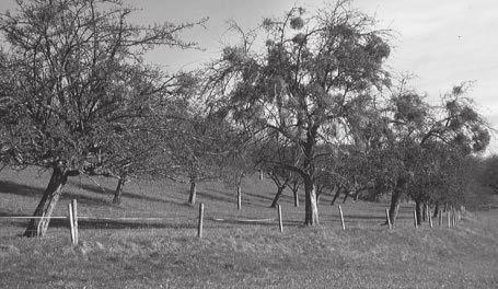 WOLFEGGER BLÄTTER Abb.6: Alte Birnbäume am Strassenrand östlich von Hühlen bei Altshausen. Ein in der heutigen Zeit selten gewordener Anblick!