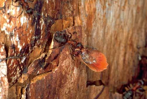8 In einem funktionierenden Ameisennest herrscht von etwa März bis Oktober eine Temperatur von 25-30 C, die von den Ameisen aktiv in diesem engen Bereich gehalten wird.
