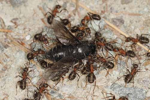 Waldameisen 11 Der Proteinbedarf eines Ameisennests ist riesig. Waldameisen sind deshalb wichtige Gegenspieler von potenziellen Schadinsekten. Honigtau ernähren.