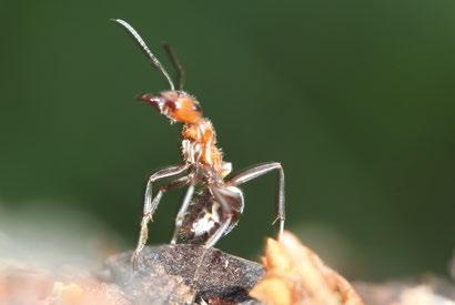 25 Insekten fressende Vogelarten gehören zu den Hauptfeinden der Waldameisen, darunter sind vor allem der Schwarz-, der Grün-, der Buntspecht und der Wendehals zu erwähnen.