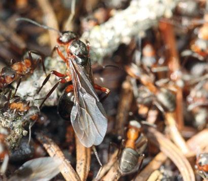 Auf einem Ameisenhaufen sieht es für uns immer sehr chaotisch aus, aber in Wirklichkeit hat jedes Tier seine Aufgabe.