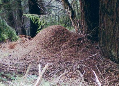 Das Nest reicht etwa gleich weit in den Boden hinein und dehnt sich dort oft auch seitwärts weiter aus als die Nestkuppel.