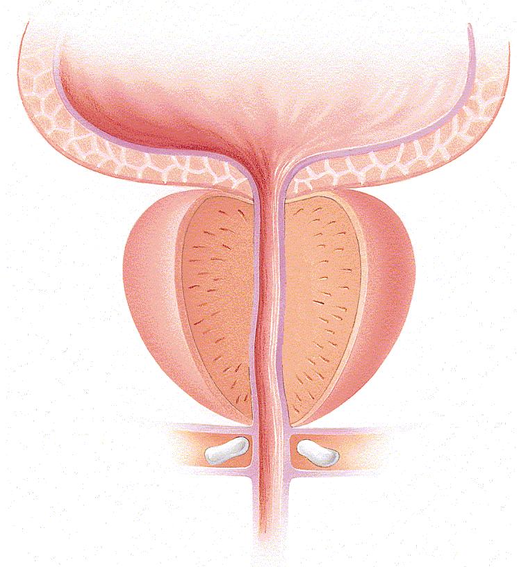 Anatomie Die zonale Gliederung der Prostata: periurethrale Drüsen zentrale Zone periphere