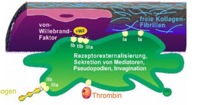 Primäre Hämostase: Thrombozytenadhäsion und die Folgen von Willebrand Faktor Freie Kollagenfibrillen Fibrinogen Thrombin Thrombozytenadhäsion (vwf/gpib, Kollagen/GP Ia, )