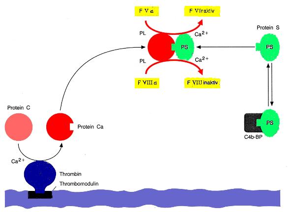 APC-Resistenz, Faktor V Leiden APC-Resistenz: Aktiviertes Protein C (APC) kann aktivierte Faktoren nicht spalten Faktor V Leiden: Faktor V ist an der