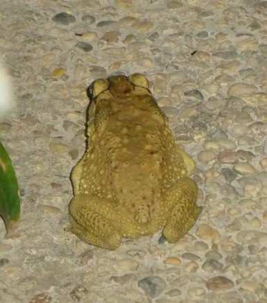 9 Foto 4. Farbenprächtiges Männchen der Blutsaugeragame im Sumpfland bei Siem Reap. Foto 5. Erdkröte (Bufo spec.) im Hotelgarten in Siem Reap.