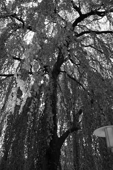 DA BERÜHREN SICH HIMMEL UND ERDE Vor meinem Fenster steht ein Baum. Es ist eine Trauerbuche, deren lange Zweige fast den Boden berühren. Jetzt im Frühsommer liebe ich den Baum besonders.