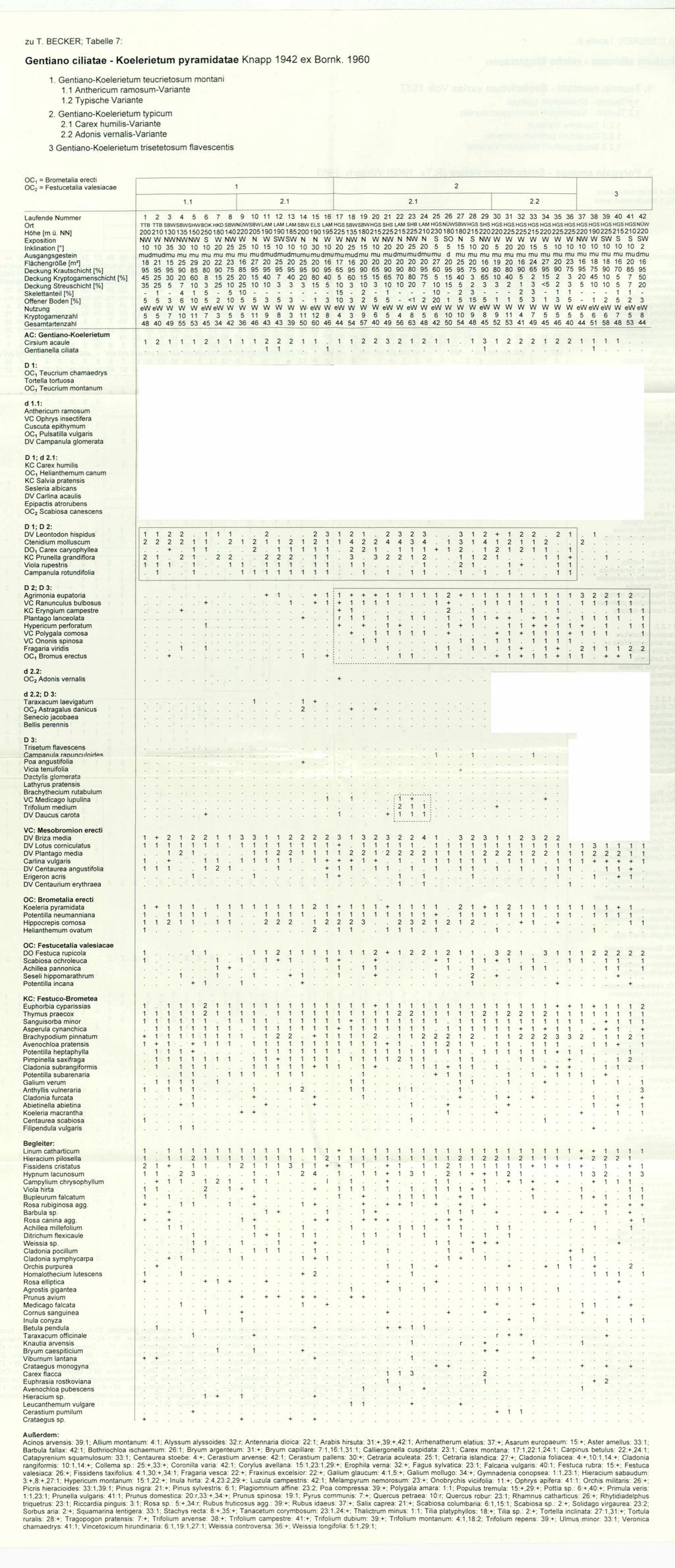 Floristisch-soziologische Arbeitsgemeinschft; wwwtuexeniade; download unter wwwzobodatat zu T BECKER; Tabelle 7: Gentiano ciliatae - Koelerietum pyramidatae Knapp 94 ex Bornk 960 Gentiano-Koelerietum