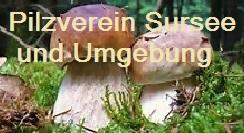 1 Informationen und Interessantes aus der Pilzerwelt Aus der Sonntagszeitung vom 8. Oktober 2017 Hast du das Gewusst? 12 Pilzarten gelten in der Schweiz vom Aussterben bedroht. z.b. der Arven-Röhrling.