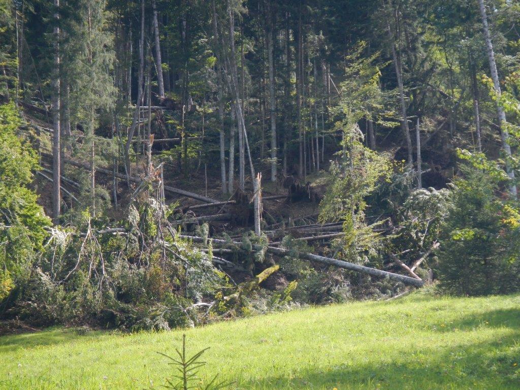 Forsttagsatzung 2018 1. Bericht des Waldaufsehers 2. Holzmarkt und Nutzung im Bezirk Kufstein 3.