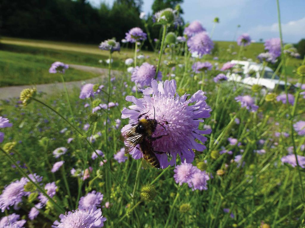 Wiesen-Witwenblume (Knautia arvensis) trockene, kalkreiche Wiesen, sonnig 25-75 cm Mai - August sehr ausdauernd, mehrjährig Die