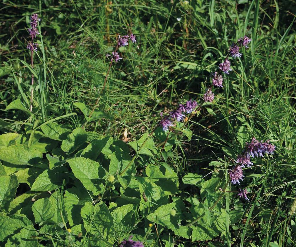 Quirlblütiger Salbei (Salvia verticillata) trockene, sonnige Standorte, lehmiger Boden 30 - cm Juni - August unterdrückt Unkräuter