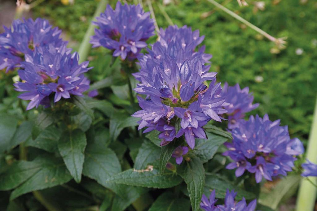 Knäuel-Glockenblume (Campanula glomerata) mäßig feuchte Lehmböden, sonnig bis cm Juni - September winterhart, seltene Glockenblumenart