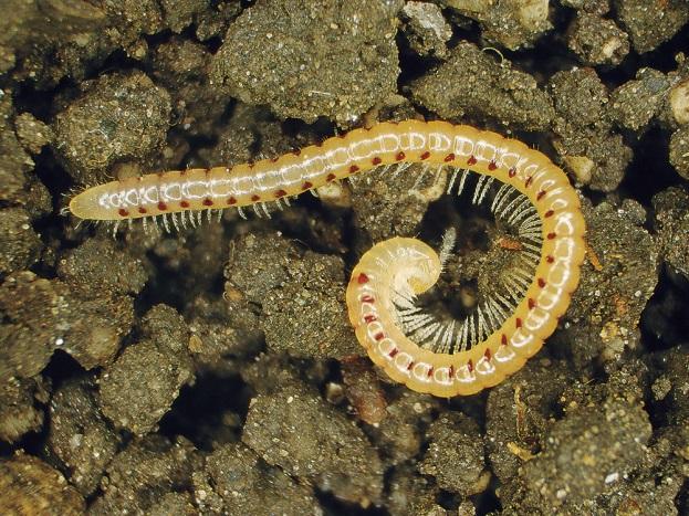 Regenwürmer fressen kleine Erdpartikel, tierische und pflanzliche Abfallstoffe, Humusstoffe, Bakterien, Algen und Pilze.