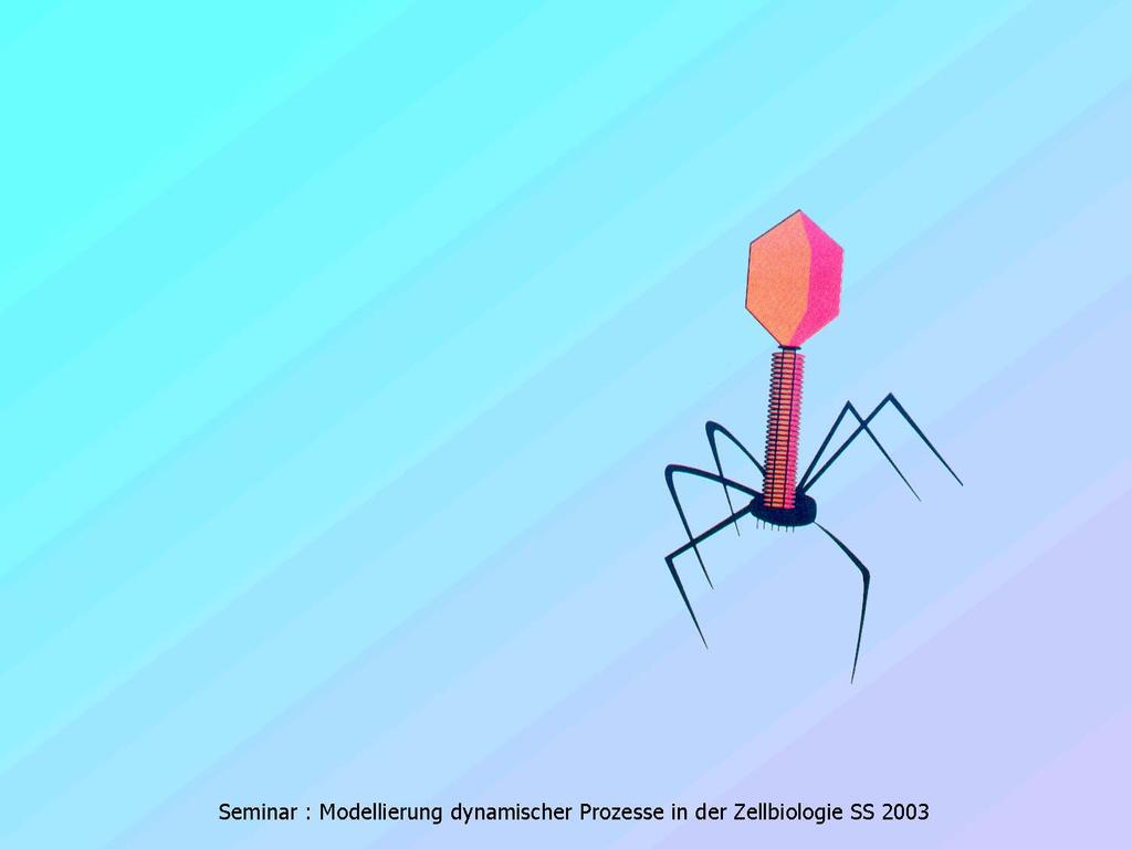 Modellierung von Bakteriophagen Seminarreihe: T7-Phage Vergleich stochastische/deterministische Modellierung Lambda-Phage Beispiel für Modellierung eines genregulatorischen