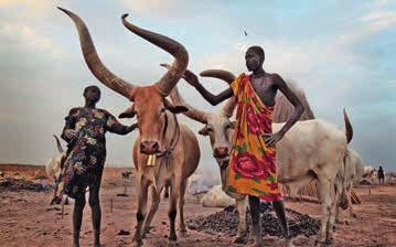 Der Fluch der Bodenschätze? picture alliance/aa/bruno Bierrenbach Feder Vieh spielt für viele Menschen im Südsudan nicht nur wegen seiner Milch, sondern auch im sozialen Gefüge eine bedeutende Rolle.