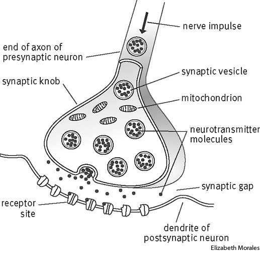 Die Synapse Leitet elektrisches Signal vom Axon an Dendriten und Soma der