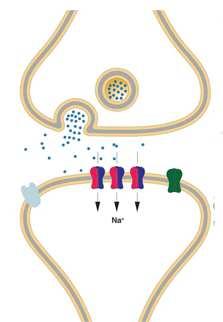 Rezeptoren: Schlüssel-Schloß-Prinzip Botenstoff Rezeptor Effekt Glutamat AMPA, NMDA exzitatorisch Glycerin GABA GABA