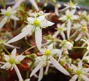 Laub, Blüten Momo tarou auf starken