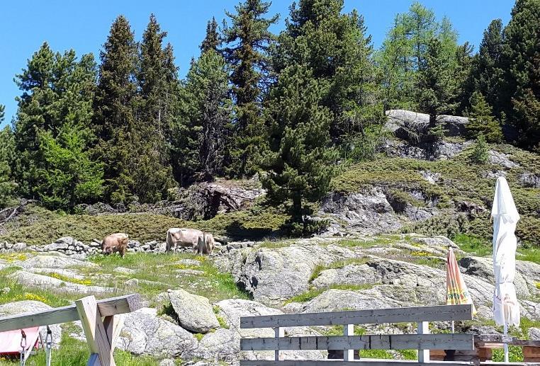 Schließlich kehren Sie über die Forststraße zum Piller zurück. Wegbeschaffenheit: Forststraße/teils steiler Steig/schwierig Länge: 13,0km Höhenmeter Auf: 965m Dauer: ca.