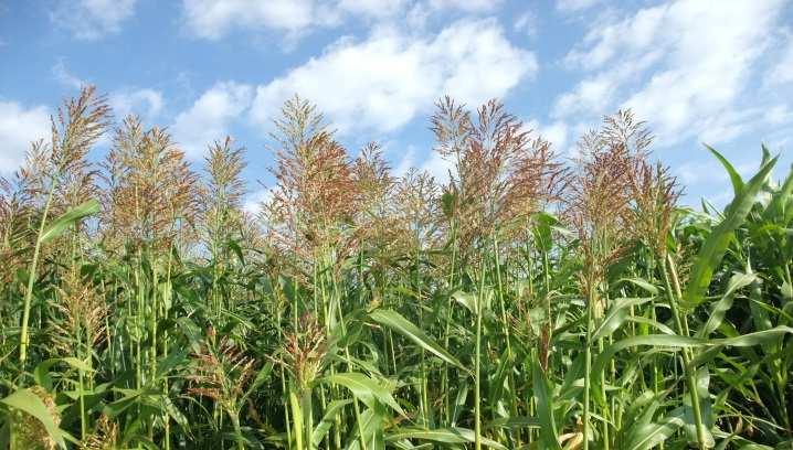 Gründe für den Sorghumanbau (I) Sorghum kann standortabhängig (Temperatur!) eine sinnvolle Ergänzung zum Maisanbau darstellen, insbesondere: in trockenen Anbauregionen (inkl.