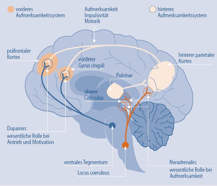 Neurobiologie der Aufmerksamkeitssteuerung im Gehirn vorderes Aufmerksamkeitssystem hinteres Aufmerksamkeitssystem Aus: Schulte-Markwort und Zinke