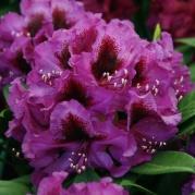 Genbank Rhododendron
