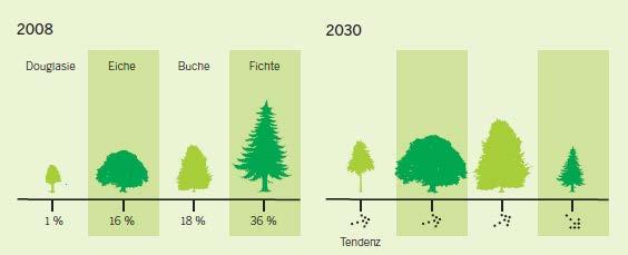Prognose zur Baumartenverteilung in NRW
