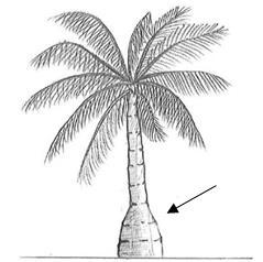 Zu 7: Stamm: Höhe Die Stammhöhe sollte vom Boden bis zur Oberseite der elften Narbe (vergleiche Abbildung 8.